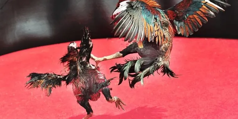 Cách Chơi Đá Gà Sabong Tại New88 Hấp Dẫn Nhất 1 Cách Chơi Đá Gà Sabong Tại New88 Hấp Dẫn Nhất