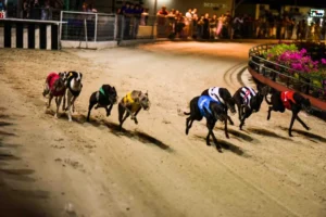 Cách Chơi Game Nhanh Đua Chó Tại New88 Siêu Hấp Dẫn Và Dễ Thắng 1 Cách Chơi Game Nhanh Đua Chó Tại New88 Siêu Hấp Dẫn Và Dễ Thắng