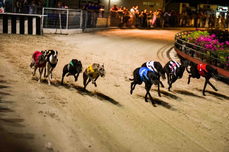 Cách Chơi Game Nhanh Đua Chó Tại New88 Siêu Hấp Dẫn Và Dễ Thắng 1 Cách Chơi Game Nhanh Đua Chó Tại New88 Siêu Hấp Dẫn Và Dễ Thắng