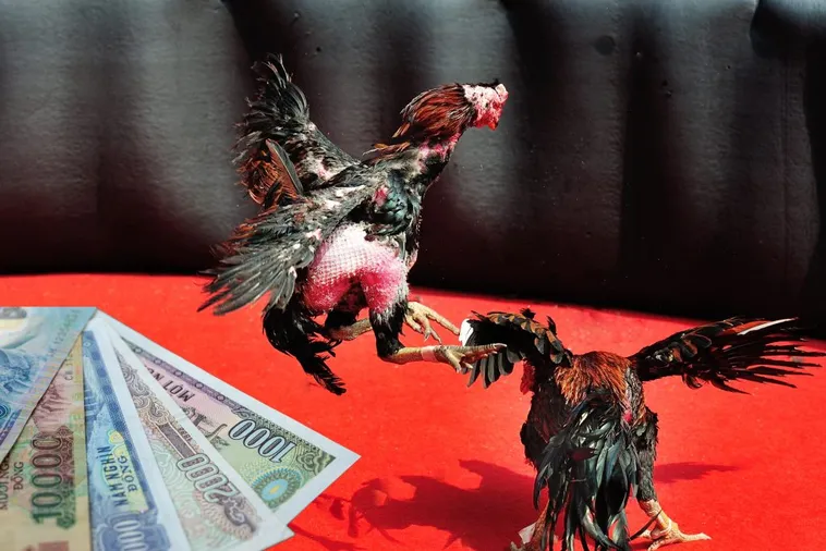 Cách Chơi Đá Gà Sabong Tại New88 Hấp Dẫn Nhất 2 Cách Chơi Đá Gà Sabong Tại New88 Hấp Dẫn Nhất